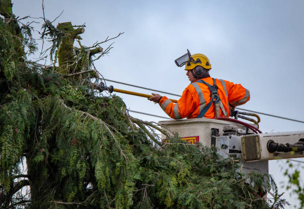 Best Tree Risk Assessment  in West Vero Corridor, FL