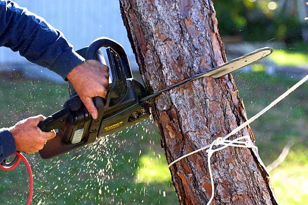 Reliable West Vero Corridor, FL Tree Services Solutions