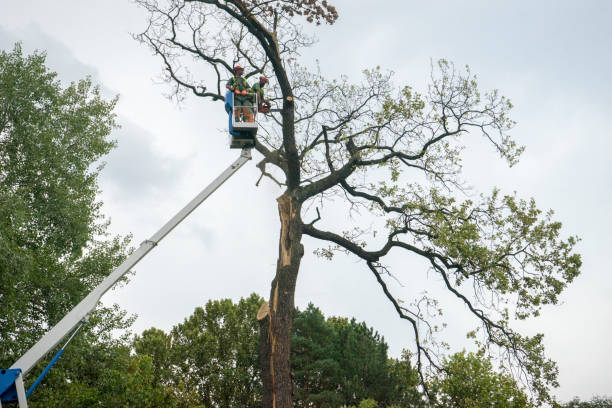 Best Utility Line Clearance  in West Vero Corridor, FL