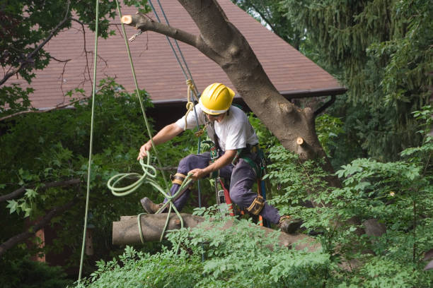 Best Tree Mulching  in West Vero Corridor, FL