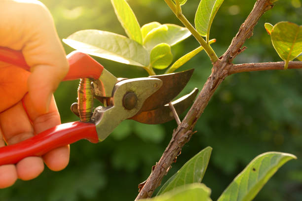 Best Tree Disease Treatment  in West Vero Corridor, FL